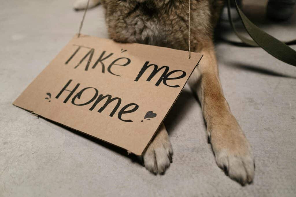 Close-up of a dog ready for adoption with a cardboard sign around its neck that reads “Take Me Home.”
