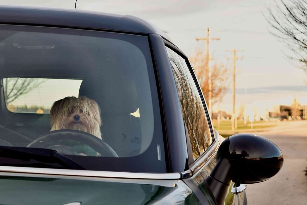 Small dog sitting behind the steering wheel of a parked car, illustrating driver distraction risks related to pet car safety laws