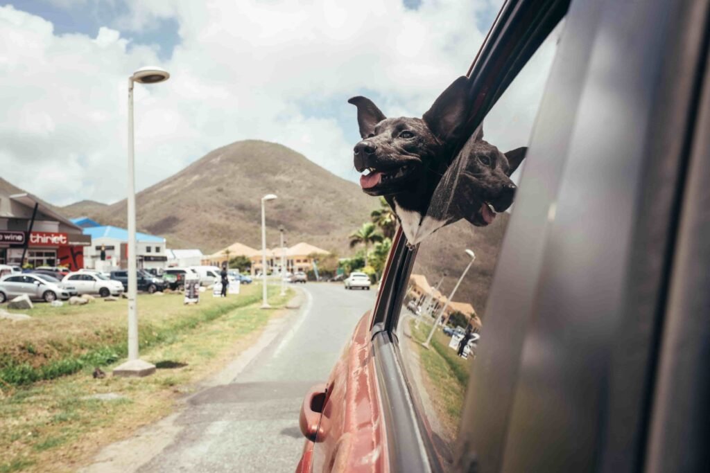 Dog sticking its head out of a moving car window, illustrating risks addressed by pet car safety laws and unsafe travel behavior